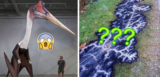 "Обалдеть, что это?!": 12 совершенно непонятных фото, которые может объяснить лишь наука