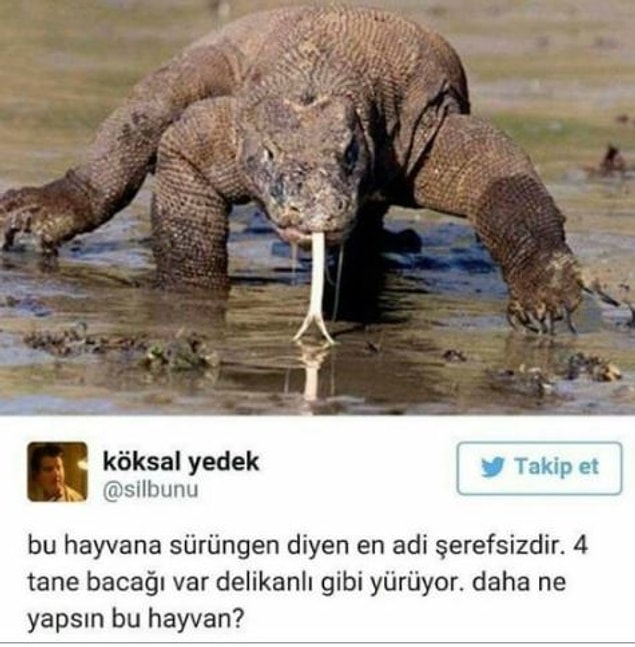Bu hayvan daha ne yapsın kardeşim!
