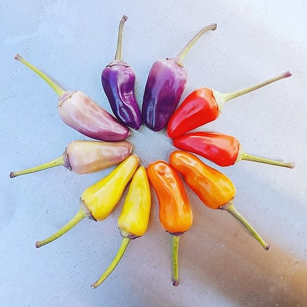 27. Словно палитра! 🎨