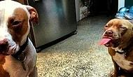 Осторожно, "злая" собака! 15 невероятно милых фоток питбулей