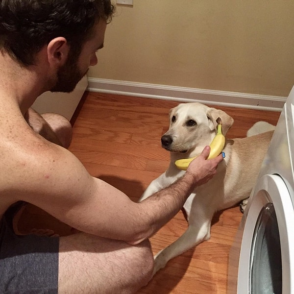 10. "Пытался доказать невесте, что не так уж я был и пьян прошлым вечером. В ответ она просто показала мне это фото. Видимо, я очень расстроился, что собака не хочет разговаривать по банану"