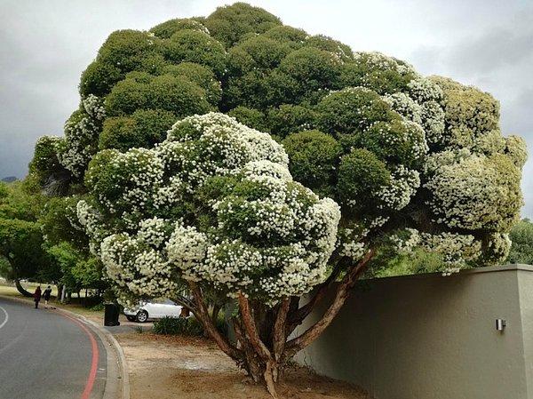 12. Bu ağaç tıpkı brokoliye benziyor.