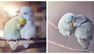 «Фотоистория любви» попугаев, которая согреет ваше сердце!