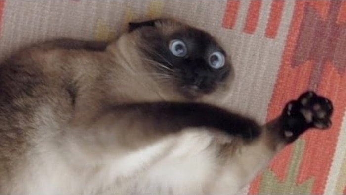 Tercihlerine Göre Sahiplenmen Gereken Kediyi Söylüyoruz!