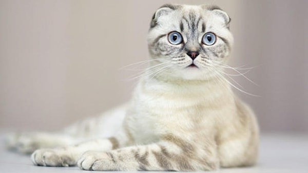 Scottish Fold çıktı!