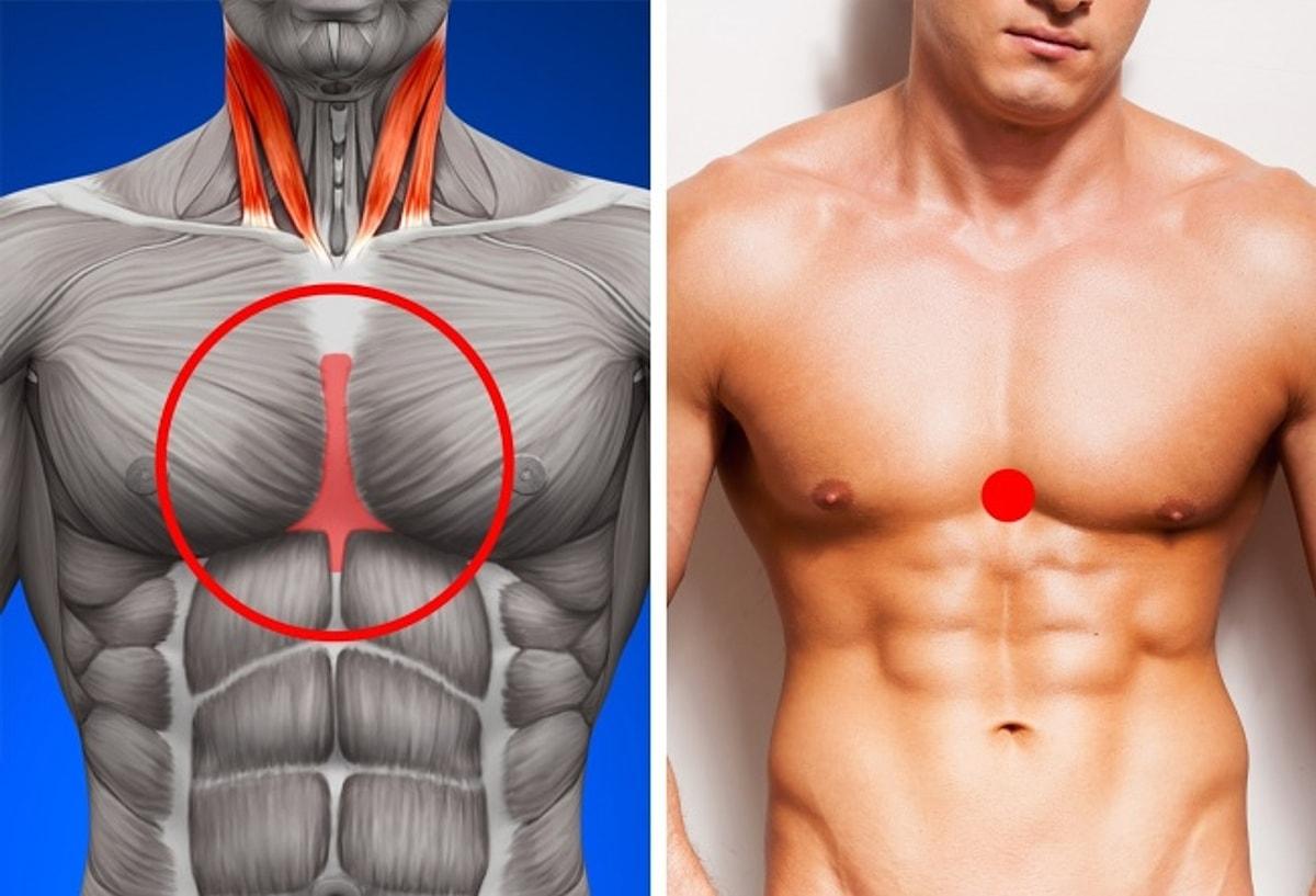 Удаление грудной мышцы. Мышцы грудной клетки. Мышцы в теле грудные. Грудные мышцы у мужчин. Мускулатура грудной клетки.