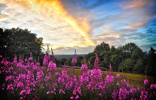 8. Ваши мысли насчет названия этого растения?
