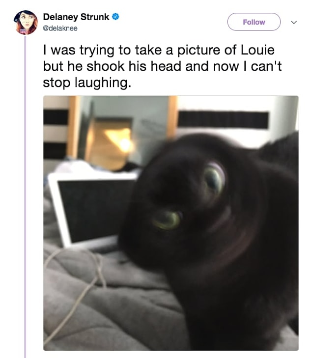 22. Louie'nin fotoğrafını çekmeye çalışıyordum ama kafasını öyle bir salladı ki, gülme krizine girdim şu an!