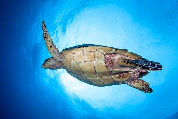 14. Bazı deniz kaplumbağaları suyun altında popolarından nefes alabilir.