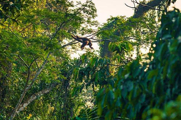 19. Bir grup maymun Japonya'daki bir araştırma tesisinden, bir ağacı mancınık gibi kullanarak 5 buçuk metrelik elektrikli tellerin üzerinden atlayarak kaçtı.