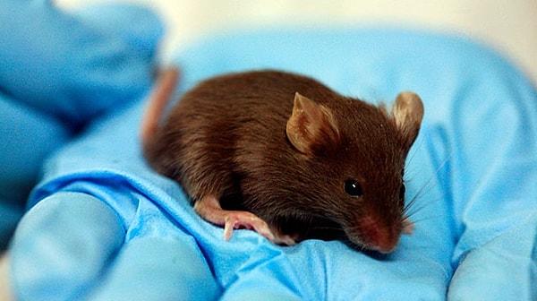 Ultrason darbeleriyle gerçekleşen bu durum, öncesinde fare ve sıçanlarda denenerek başarılı sonuçlar elde edilmiş.
