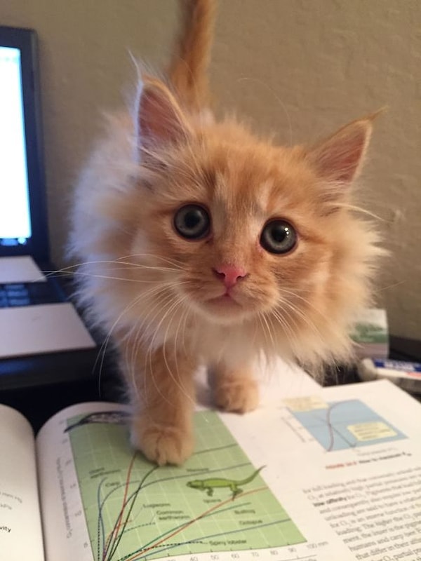 14. "Эту красавицу зовут Подсолнух"