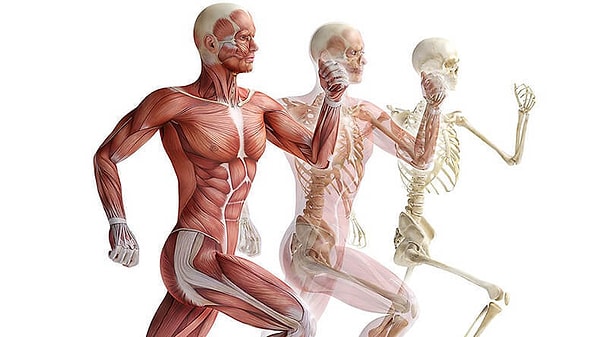 2. Что из этого не относится к основным физиологическим показателям?