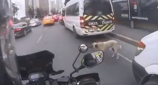 Yolun Karşısına Geçmeye Çalışan Köpek İçin Trafiği Durduran Güzel İnsan