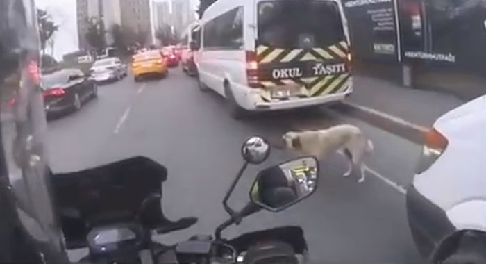 Yolun Karşısına Geçmeye Çalışan Köpek İçin Trafiği Durduran Güzel İnsan