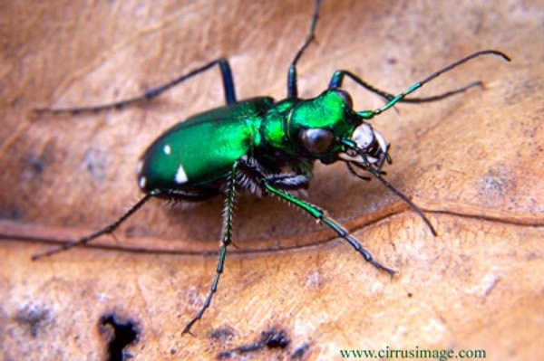 4. Скажите, как его зовут?