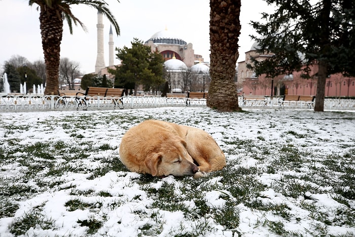 Bütün Kış Beklendi, Baharın İlk Günü Yağdı: İstanbullu Güne Karla Uyandı ⛄❄️
