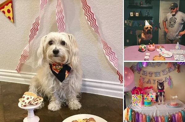 5. Ну и, конечно же, вечеринки в честь собачьих дней рождений!