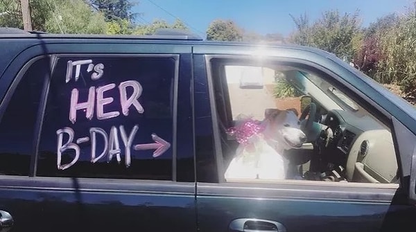 8. Но этот хозяин своей горячо любимой собаки переплюнул всех и прокатил ее по городу с открытым окном и надписью "Сегодня у нее день рождения"