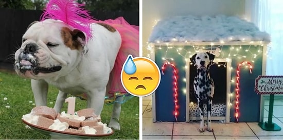 «Чтоб я так жил!»: Этим вкрай избалованным собакам остается только завидовать