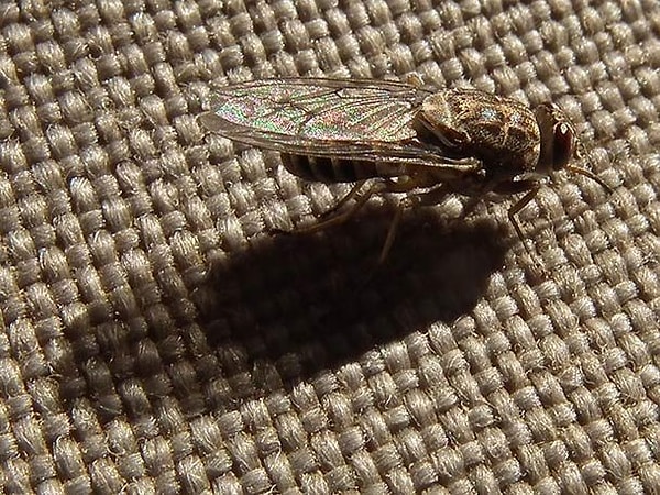 7. Муха цеце - 10 000 смертей