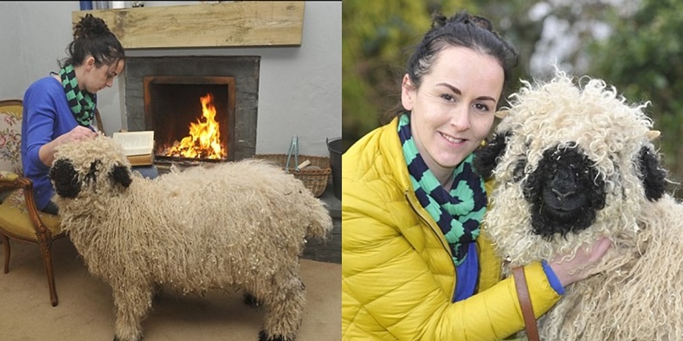 Yaşadığı Evde Özünü Kaybedip Kendini Köpek Zanneden Sevimlilik Abidesi Koyun Marley! 😍