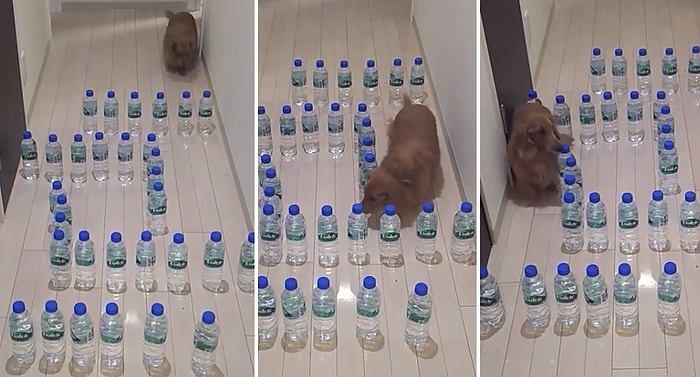 Uzun ve Tüylü Vücudunu Su Şişelerinden Oluşturulan Labirentten Kolayca Geçirebilen Köpek