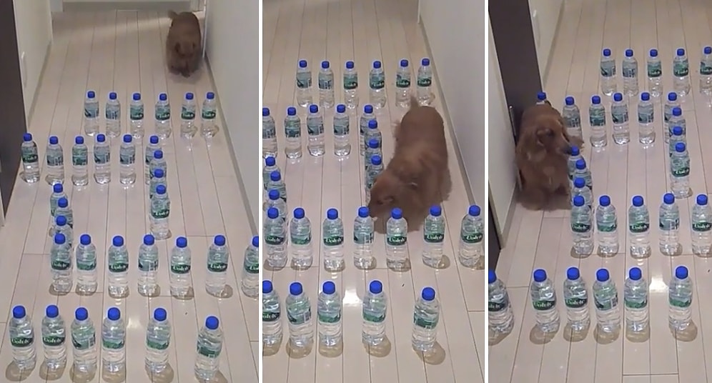 Uzun ve Tüylü Vücudunu Su Şişelerinden Oluşturulan Labirentten Kolayca Geçirebilen Köpek
