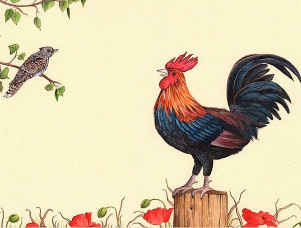 4. Как, по мнению петуха, поет кукушка в басне «Кукушка и петух»?