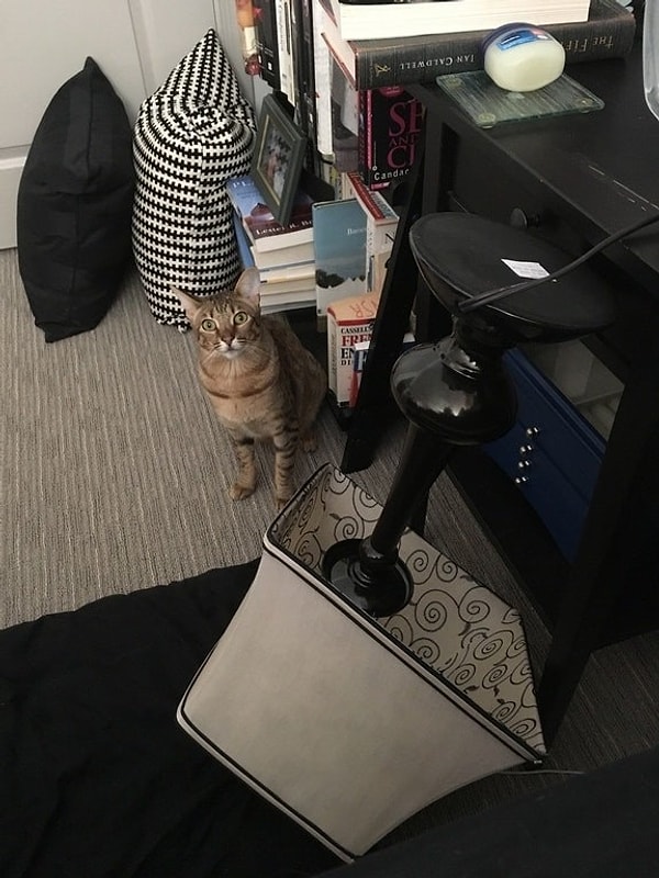 17. И если вы когда-нибудь забудете хоть что-то из вышеперечисленного, ваш кот обязательно освежит вам память