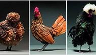30 снимков итальянского фотографа, которые доказывают, что среди куриц и петухов тоже есть Кейт Мосс и Дэвид Ганди