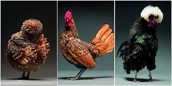 30 снимков итальянского фотографа, которые доказывают, что среди куриц и петухов тоже есть Кейт Мосс и Дэвид Ганди