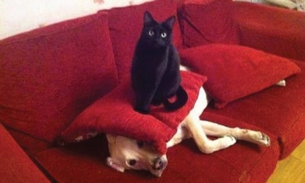 4. "Я застал кота на месте преступления"