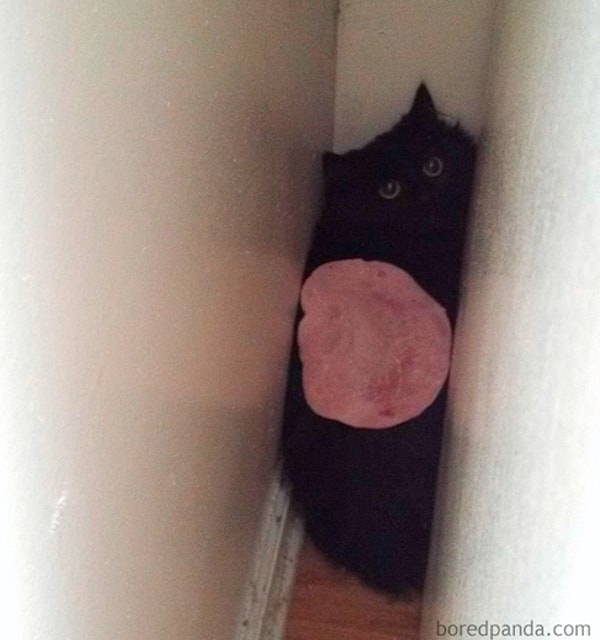 7. "Вопрос не в том, что кот тут делает, а в том, что делает кусок колбасы на его пушистой спине"