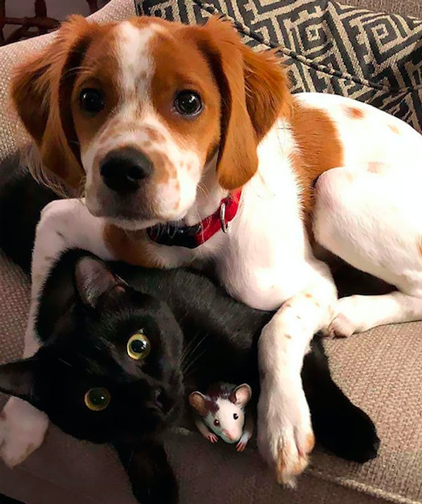 17. "Вся семья в сборе"