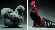 Kuşları Hiç Böyle Görmediniz! Birbirinden Güzel Onlarca Tavuk ve Horozun Büyüleyici Fotoğrafları