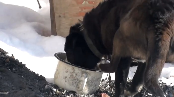 Yemeğini Yerken Arka Bacağıyla Kendi Kendini Rahatsız Eden Köpek