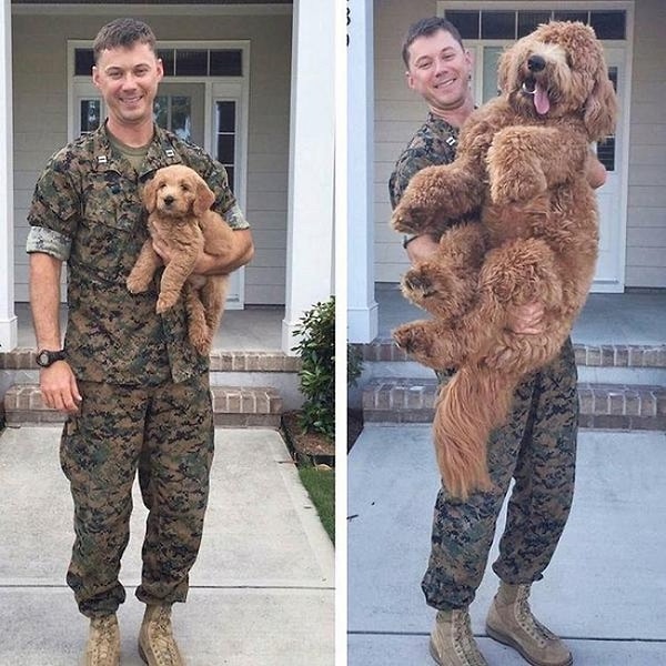 9. У братьев наших меньших жизнь проносится еще быстрее