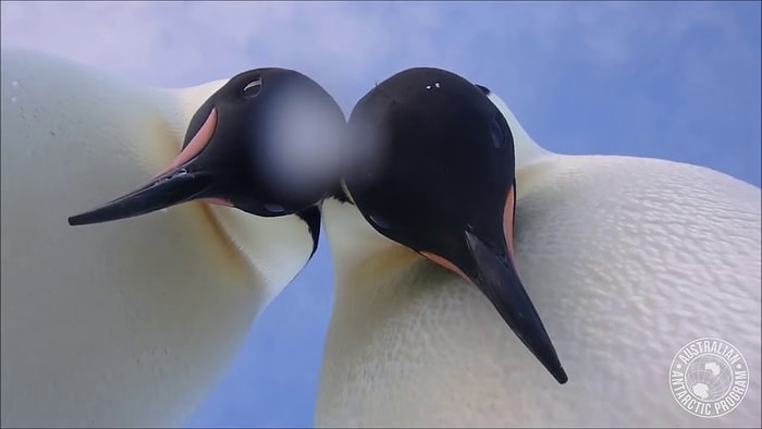 Araştırmacının Kamerasını Devirerek Selfie Çeken Minnoş Penguenler