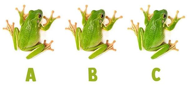 2. YEŞİL: Hangi kurbağa diğer ikisinden farklı?