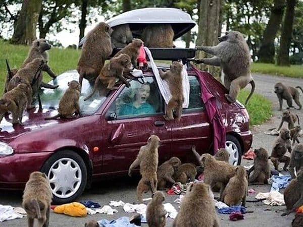 15. Настоящий разбой на дороге 😱