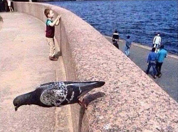 4. Все остальные голуби выпрашивают у людей семечки, а этот решил тренировать тело и дух