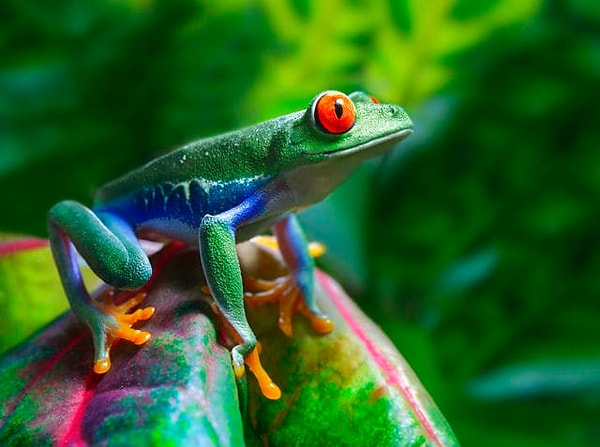 1. Выбери животное, которое умиляет тебя больше всего: