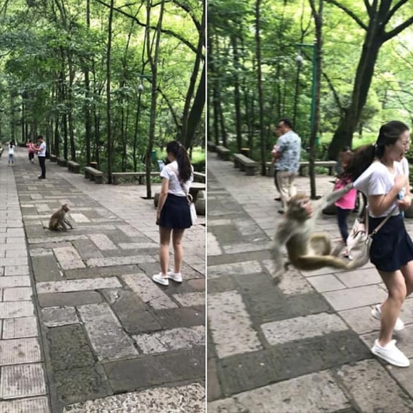 6. Девочка хотела явно не такого общения с "милой обезьянкой"