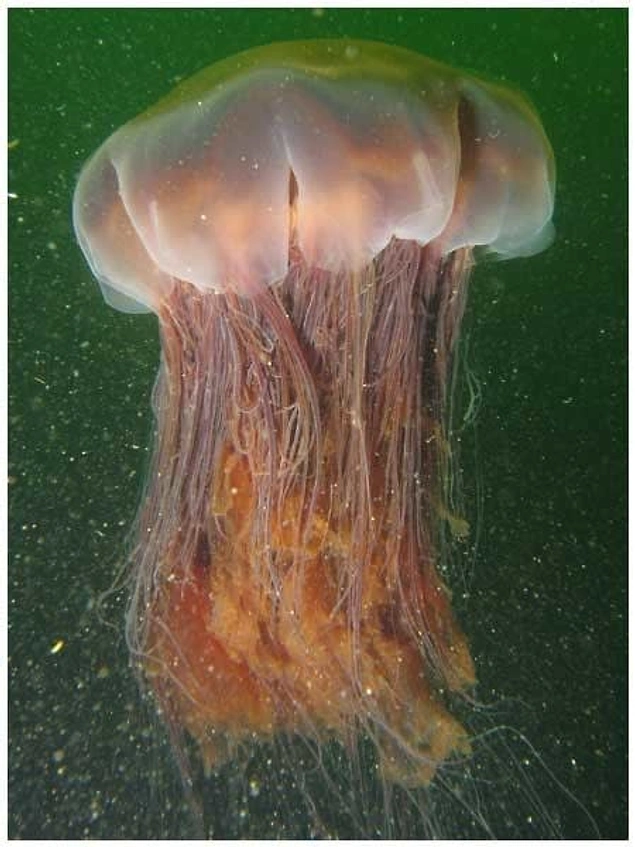 В исследованных глубинах океана водятся медузы, которые достигают 36 метров в длину!