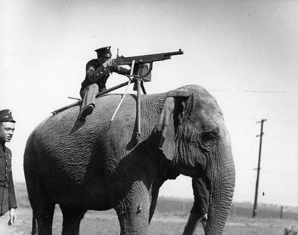4. İkinci Dünya Savaşında birçok hayvan orduda kullanılıyordu.
