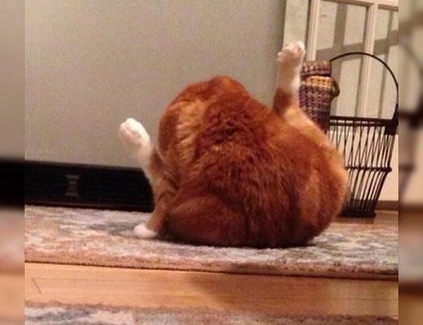 9. И это тоже далеко не курочка :)