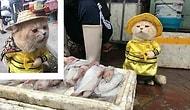 Самый классный торговец рыбой: Вьетнамский котик, которого обожают все покупатели! 🐱