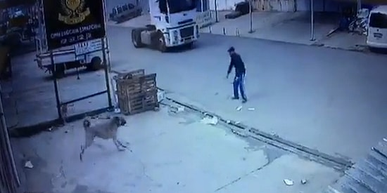 Yola Doğru Koşan Köpeği Aracın Altında Kalmaktan Son Anda Kurtaran Güzel İnsan