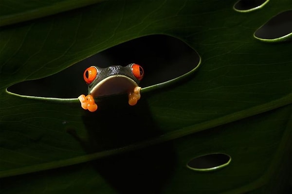 6. "Красноглазая древесная лягушка", автор: Salvador Colvée Nebot